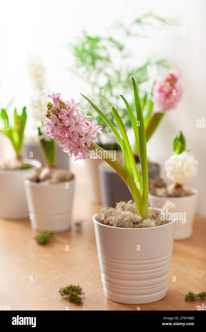 bianco rosa giacinto tradizionale inverno natale o fiore di primavera Foto Stock