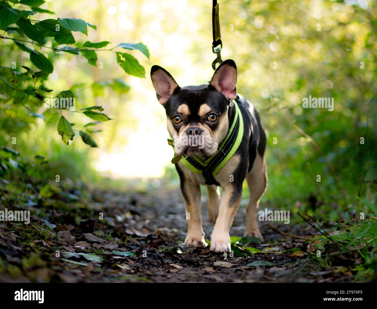 Bulldog francese - Nero e Tan - Walking in the Woods Foto Stock