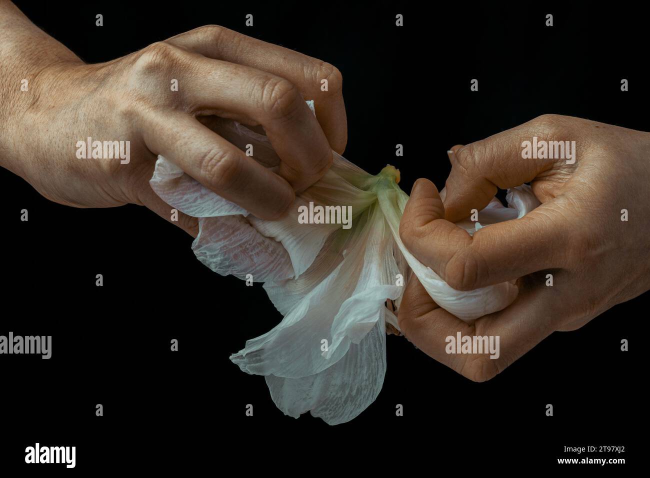 mani strappare bianco fragile fiore, metafora di violenza abuso aggressione Foto Stock