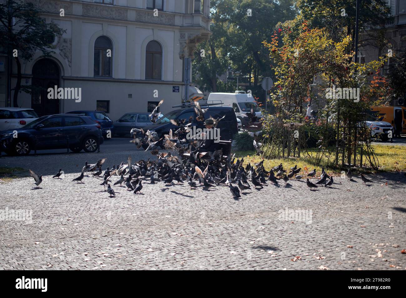 Belgrado, Serbia, 18 ottobre 2023: Un anziano gentiluomo che dà da mangiare ai piccioni nel parco Foto Stock