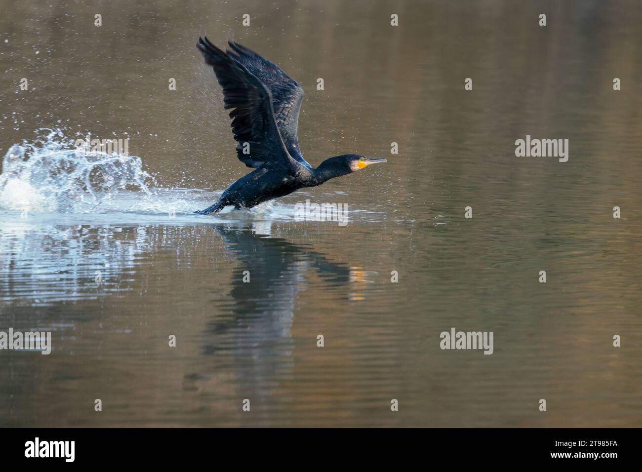 Cormorano Phalacrocorax carbo, pre-volo decollo grande uccello subacqueo bronzo nero piumaggio giallo gancio occhi blu riflesso stagione invernale Regno Unito Foto Stock