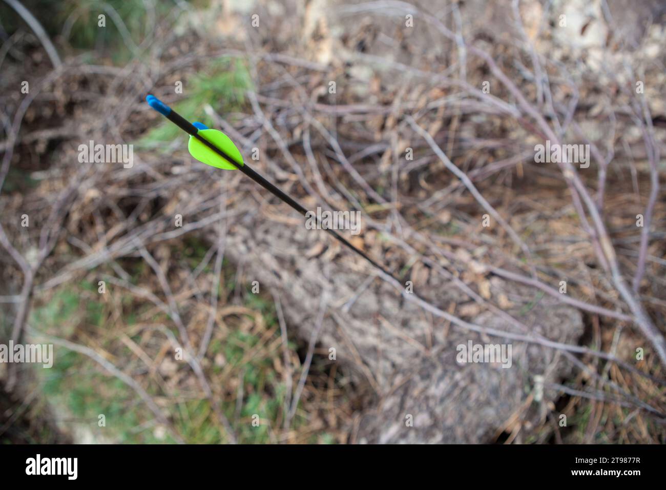 Freccia sportiva bloccata in un registro. Concentratevi sui fletchings parabolici Foto Stock