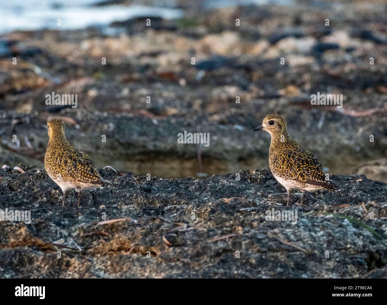 Un gruppo di plover dorati europei (Pluvialis apricaria) sulla costa al tramonto, Paphos, Cipro. Foto Stock