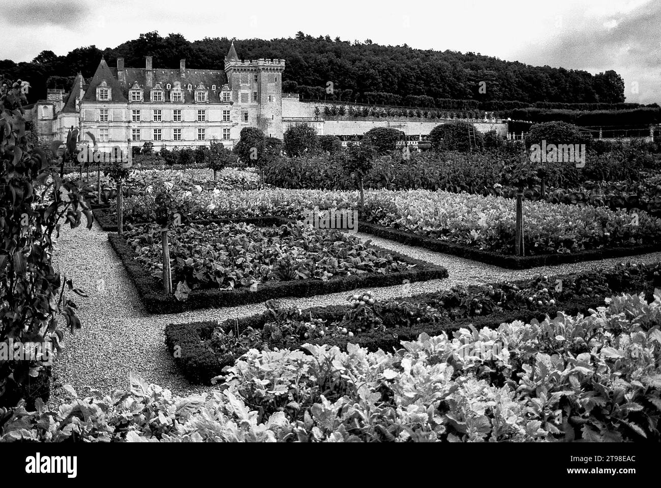 Francia, Loira: Castello di Villandry Foto Stock