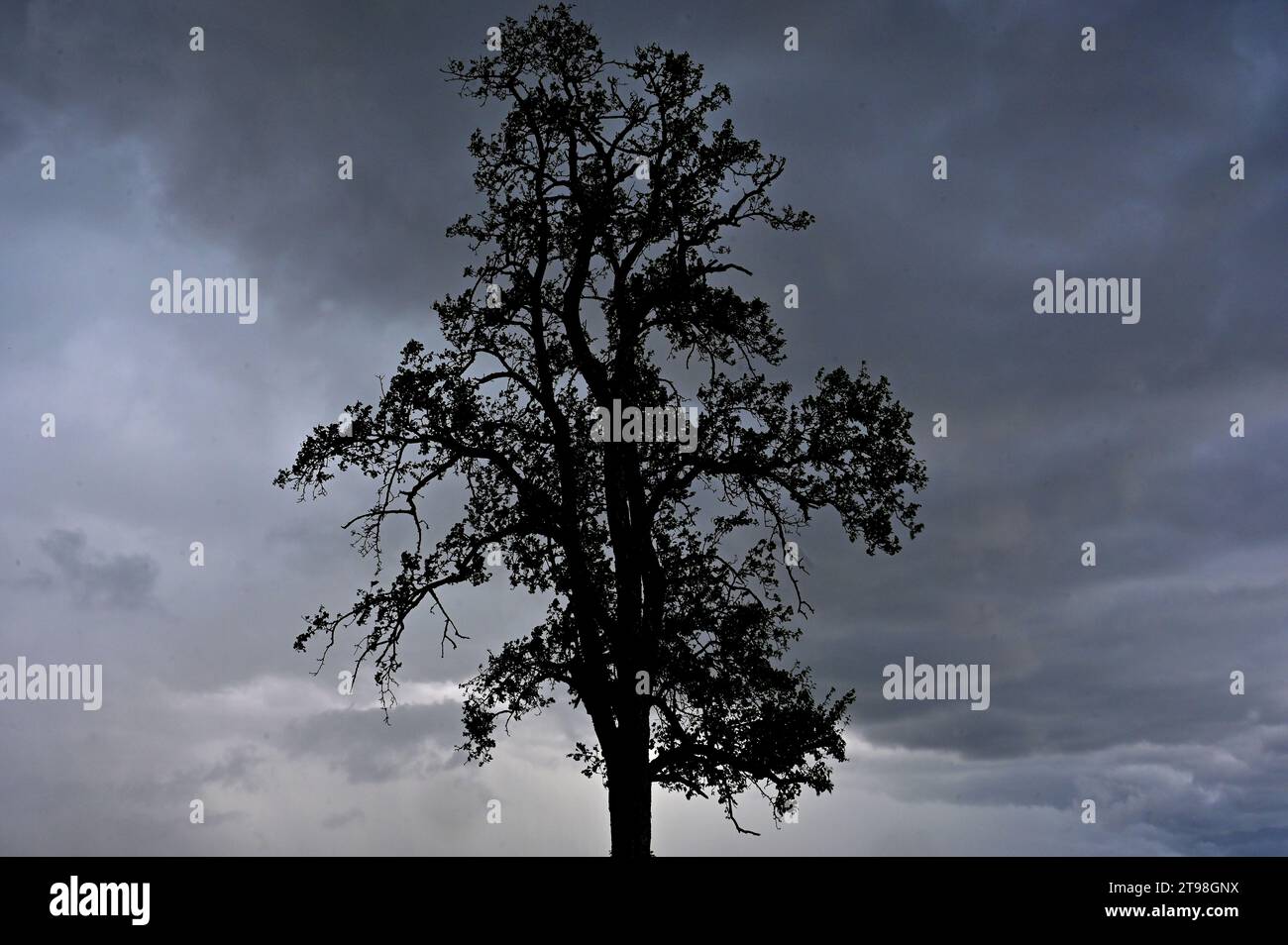 Albero di fronte a un temporale in avvicinamento a Laakirchen Foto Stock