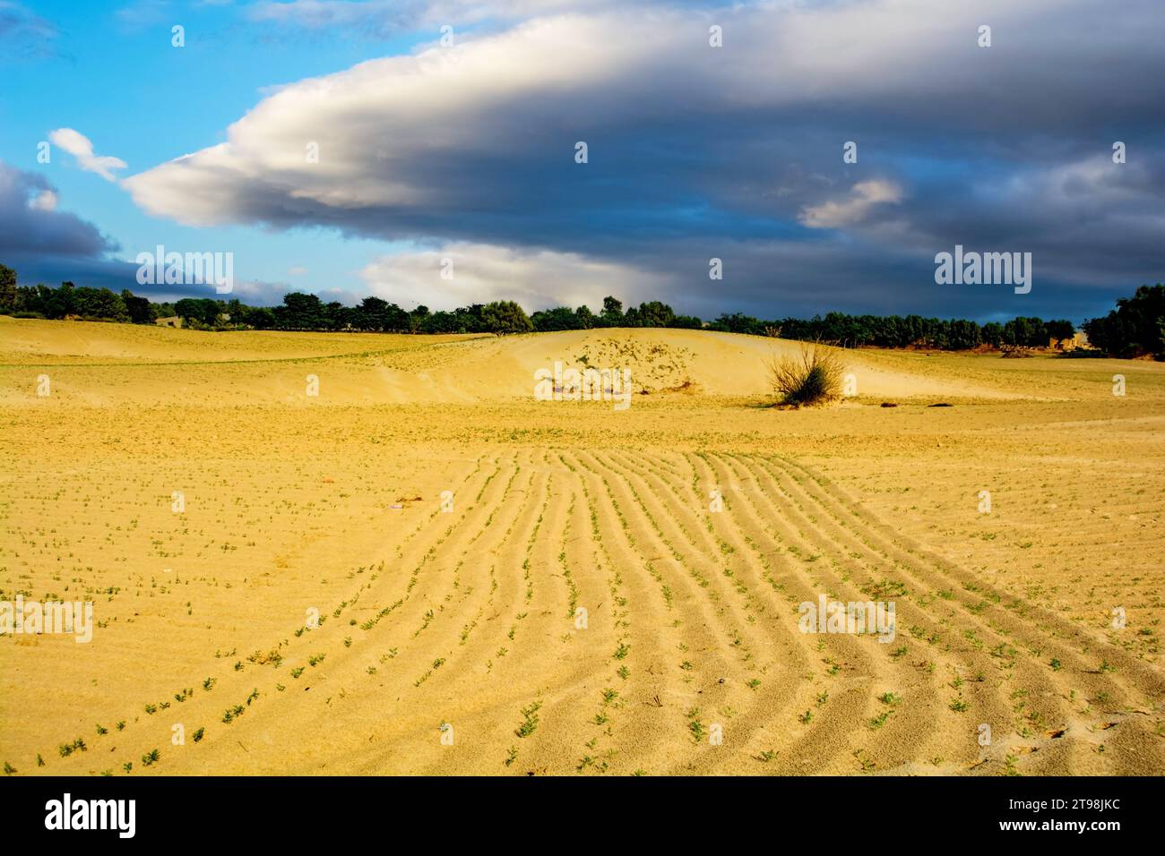 Nuvole tuonate sul paesaggio agricolo nel deserto del Thar Foto Stock