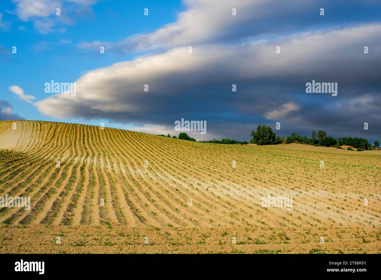 Lunghe file di ceci coltivate nel deserto Foto Stock