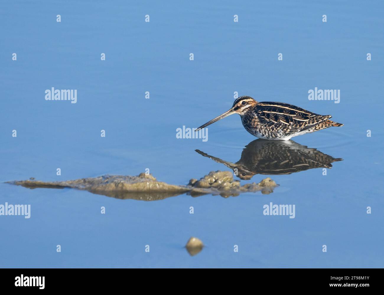 Becco comune Gallinago gallinago che si inquadra in acque poco profonde/ Foto Stock