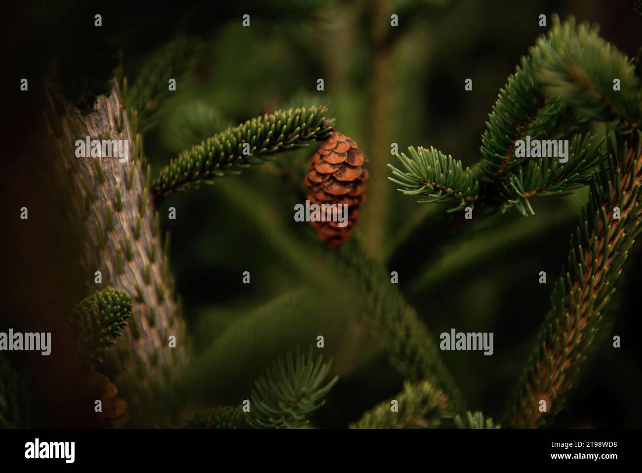 Un cono marrone con semi è appeso al tronco di un abete rosso verde. Sfondo naturale senza persone. Spazio per il testo. Alberi di conifere Evergreen Foto Stock