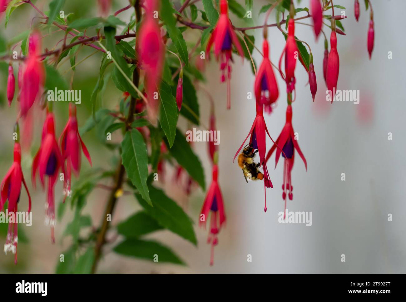 Primo piano di un'ape miele occidentale o europea (Apis mellifera) che si nutre di fiori di fucsia ibrida (Fuchsia x hybrida) Foto Stock