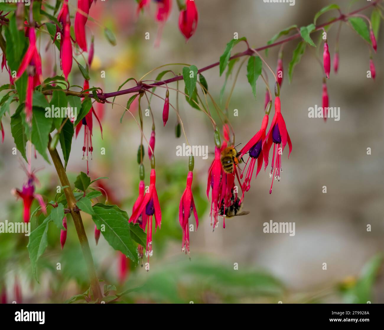 Primo piano di un'ape miele occidentale o europea (Apis mellifera) che si nutre di fiori di fucsia ibrida (Fuchsia x hybrida) Foto Stock