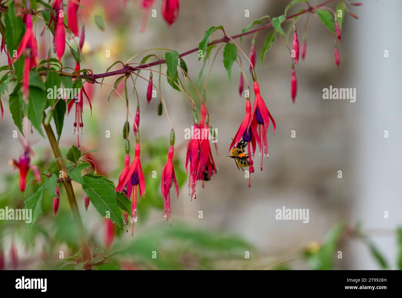 Primo piano di un'ape miele occidentale o europea (Apis mellifera) che si nutre di fiori di fucsia ibrida (Fuchsia x hybrida) Foto Stock