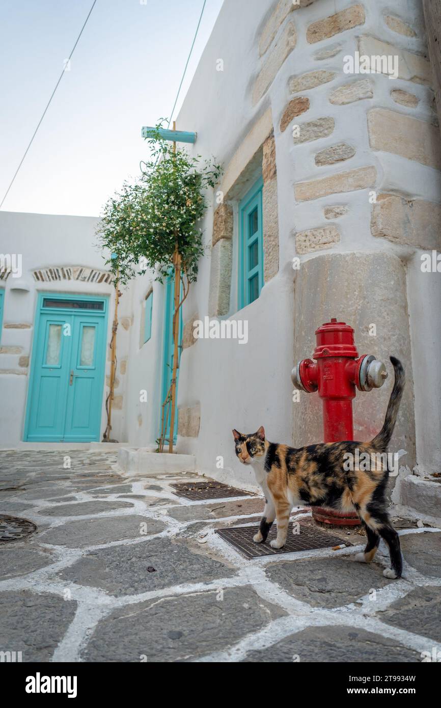 Gatto che posa per le strade di Parikia, Paros Foto Stock
