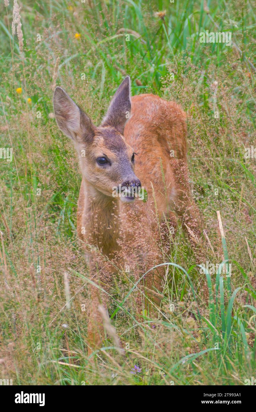 Il piccolo Capreolus capreolus capreolus capreolus ha appena notato che qualcuno la guardava su un campo. Serata estiva, natura della repubblica Ceca. Foto Stock