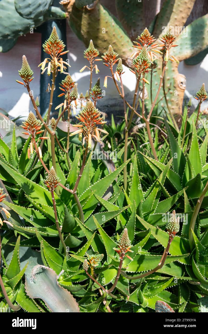 Aloe vera fiori in fiore Foto Stock