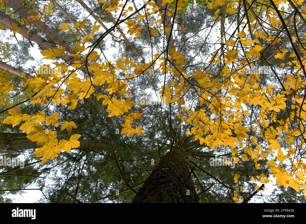 Un giovane arbusto d'acero ombreggiato sotto molti alberi di pino, e un'altra specie (probabilmente abete Douglas), a Eberswalde, nel Brandeburgo, in Germania Foto Stock