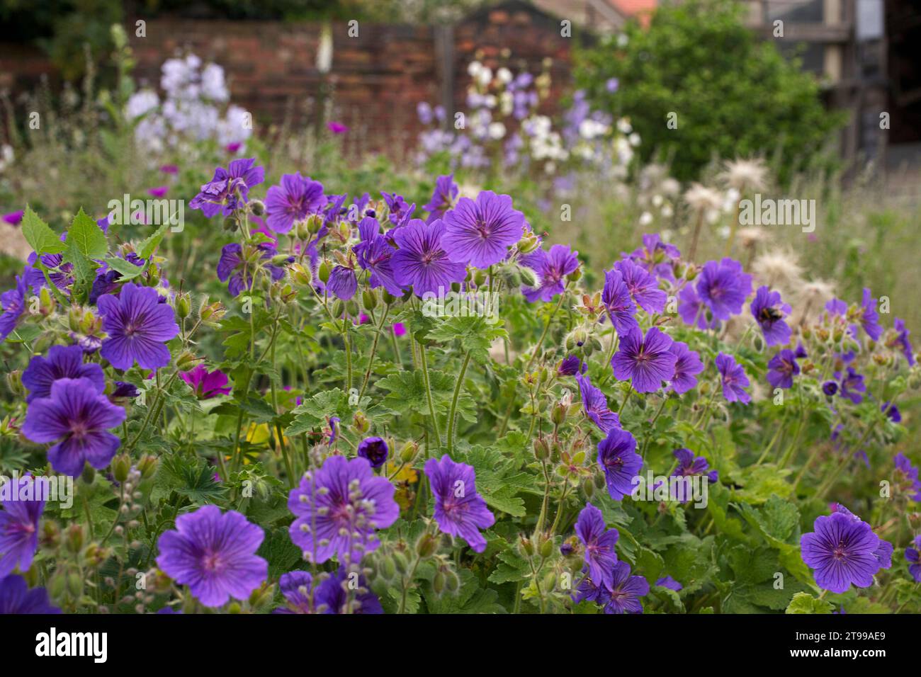 Geranium magnificum in un cottage Garden a Abbey Wood, a sud-est di Londra Foto Stock