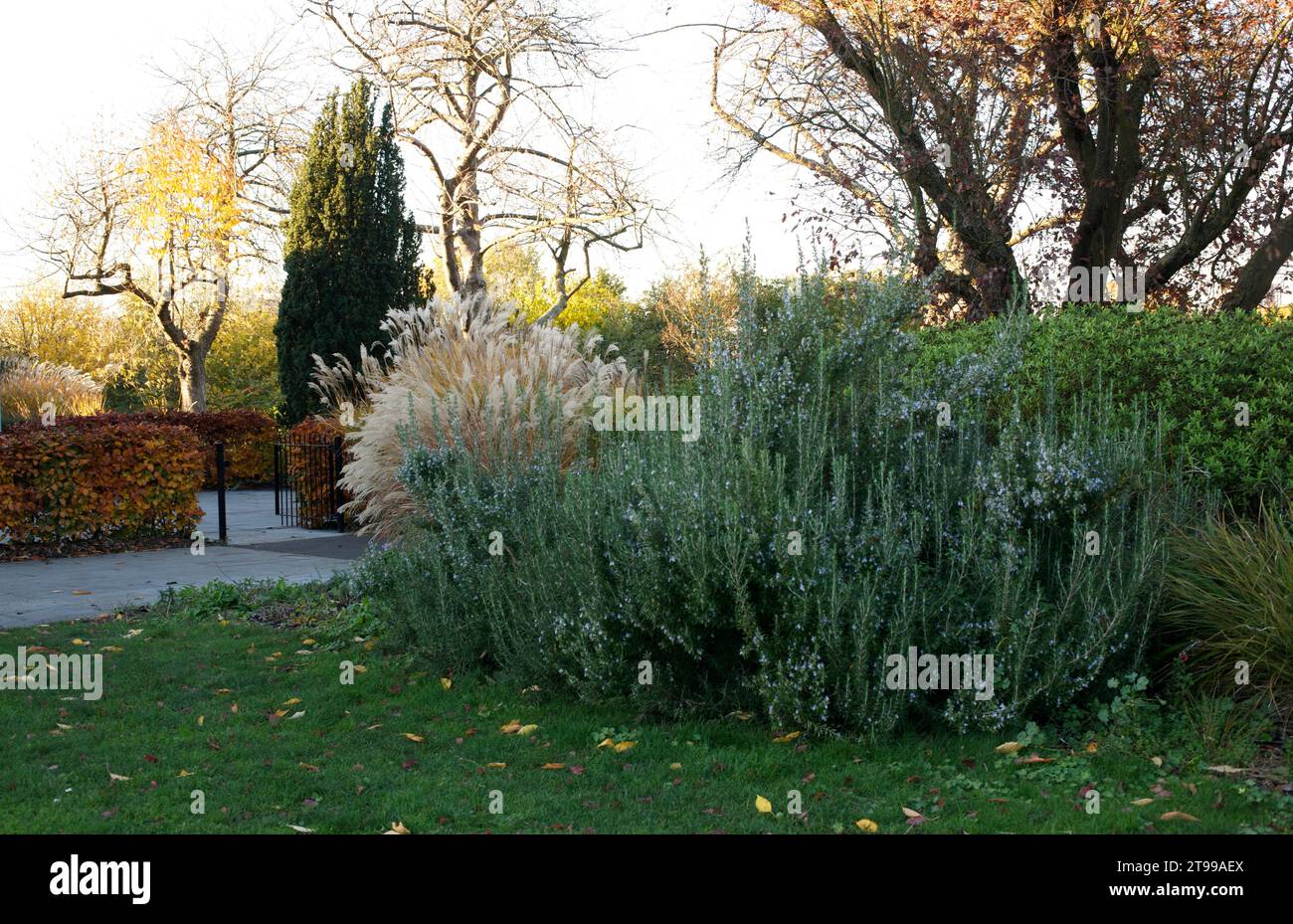 Impianto autunnale a Lesnes Abbey Woods, Abbey Wood, Londra. Le piante comprendono la copertura del faggio, l'erba di miscanto e il rosmarino in fiore Foto Stock