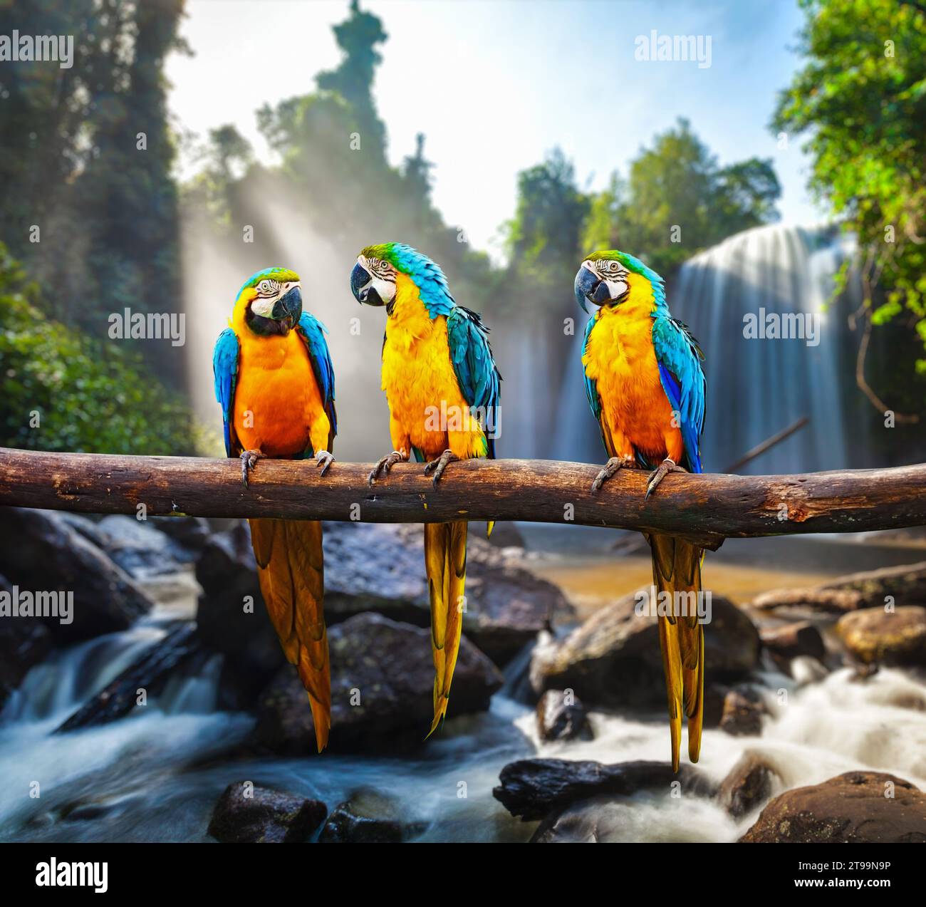 Blu-Giallo Macaw Ara ararauna Foto Stock