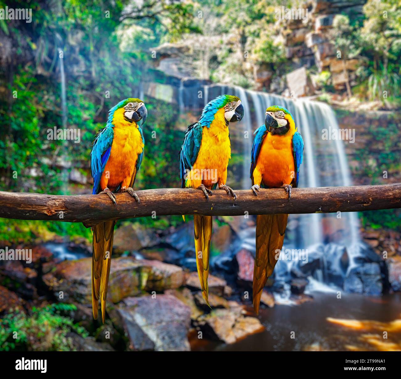 Blu-Giallo Macaw Ara ararauna Foto Stock