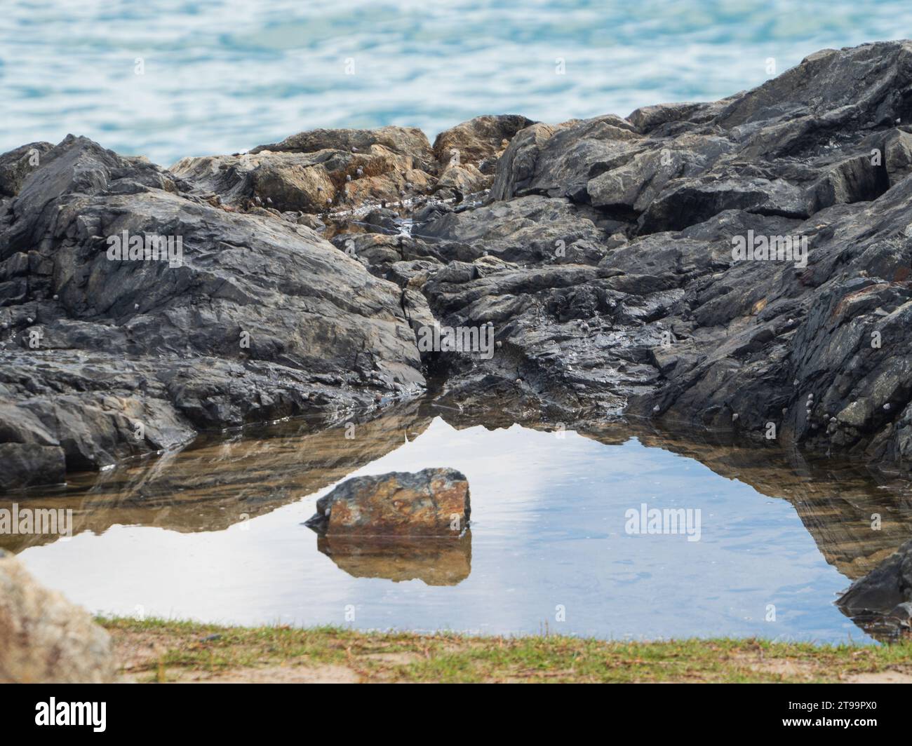 Una roccia nell'acqua di una piscina di roccia vicino al mare, rocce punteggiate di minuscoli Periwinkles, Australia Foto Stock