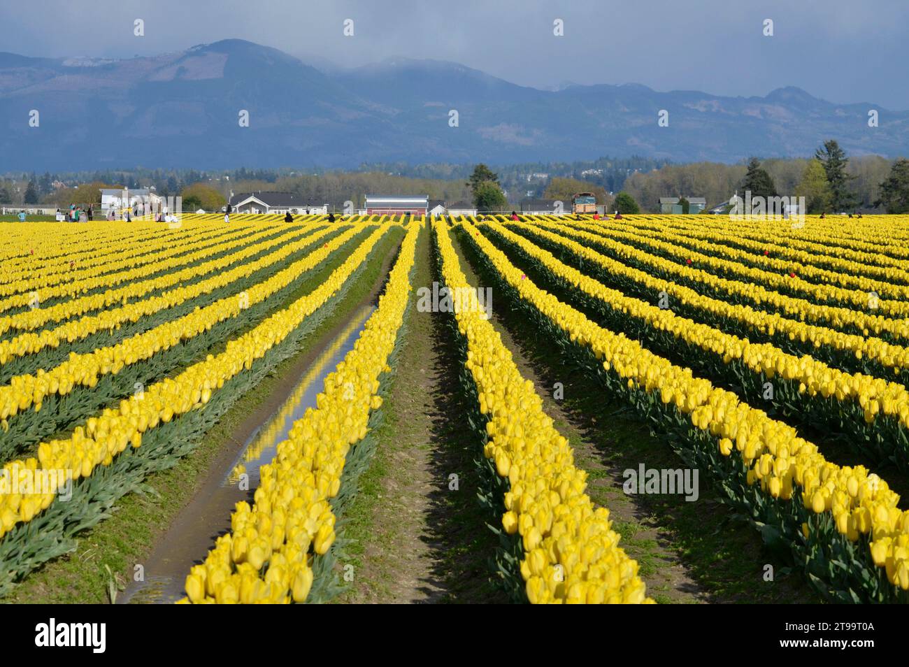 Campi di tulipani nella Skagit Valley dello stato di Washington. Campi colorati di tulipani gialli. Foto Stock