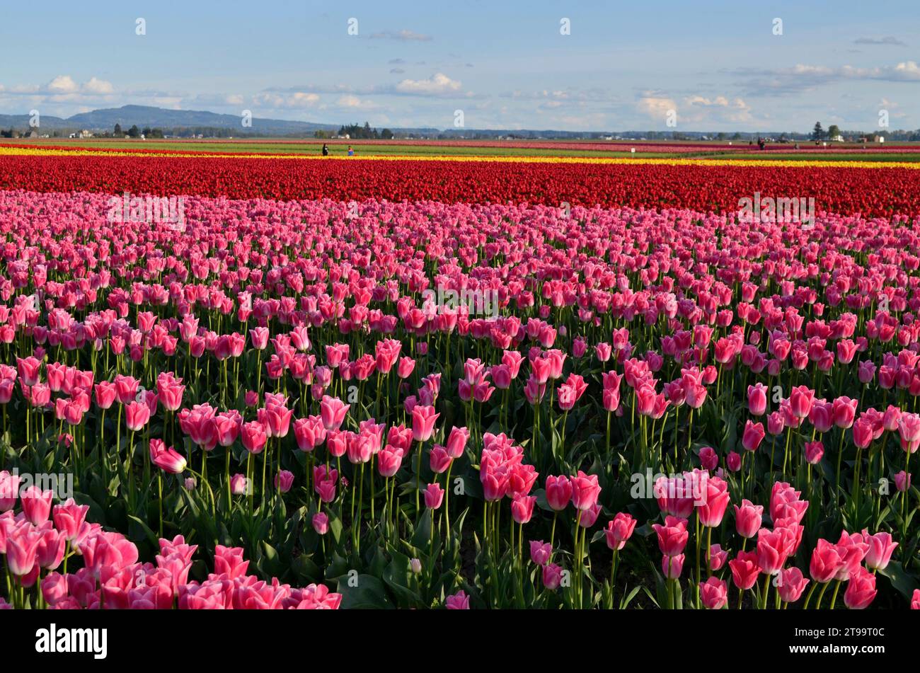 Campi di tulipani nella Skagit Valley dello stato di Washington. Colorati campi di tulipani a Mount Vernon e la Conner, Washington. Foto Stock