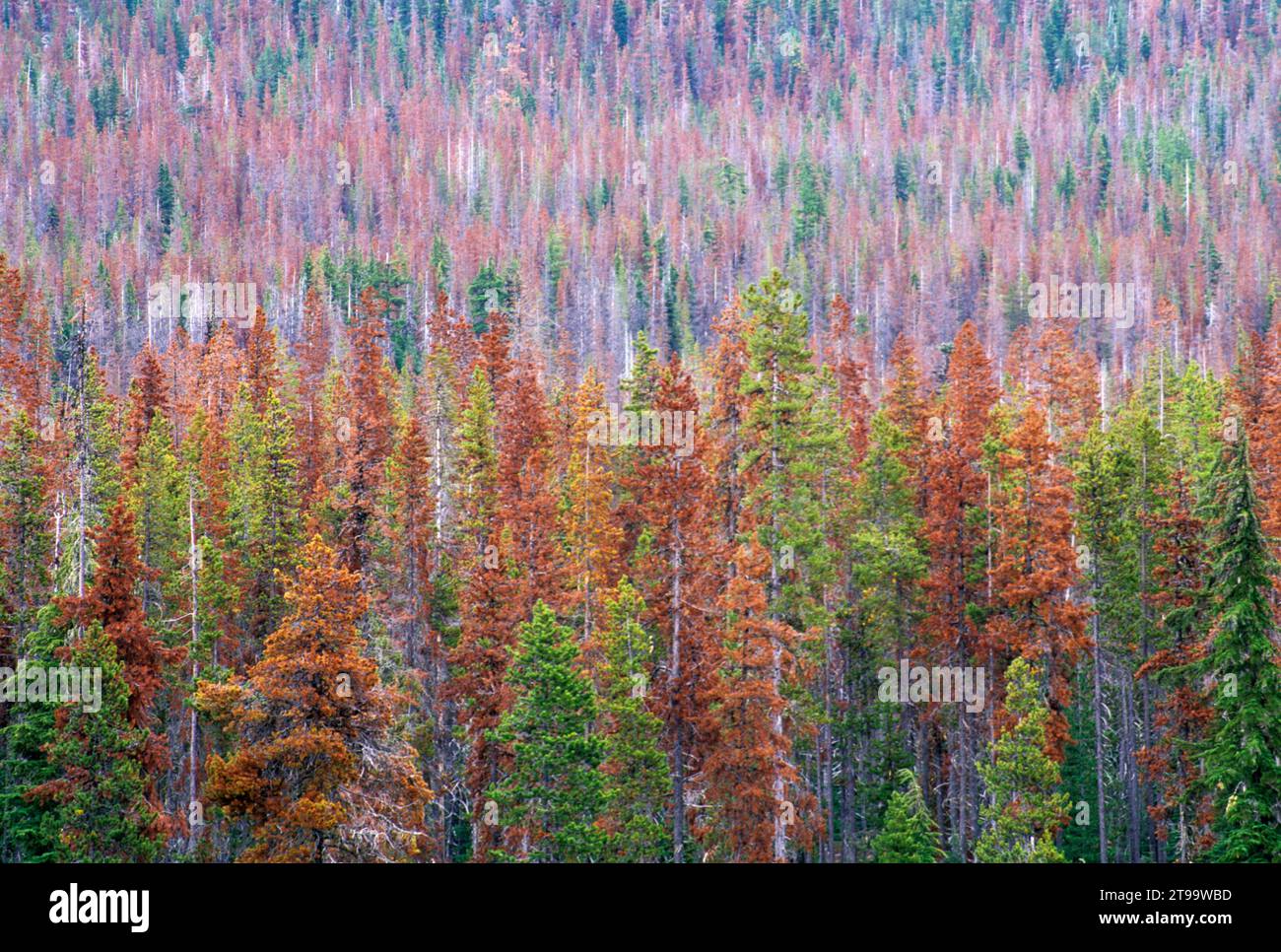 Olallie Lake Fire zone, Olallie Lake Scenic area, Mt Hood National Forest, Oregon Foto Stock