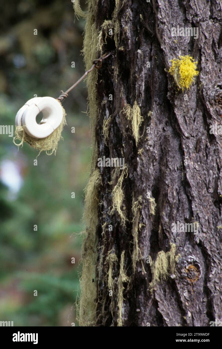 Supporto della vecchia linea telefonica, Olallie Lake Scenic area, Mt Hood National Forest, Oregon Foto Stock