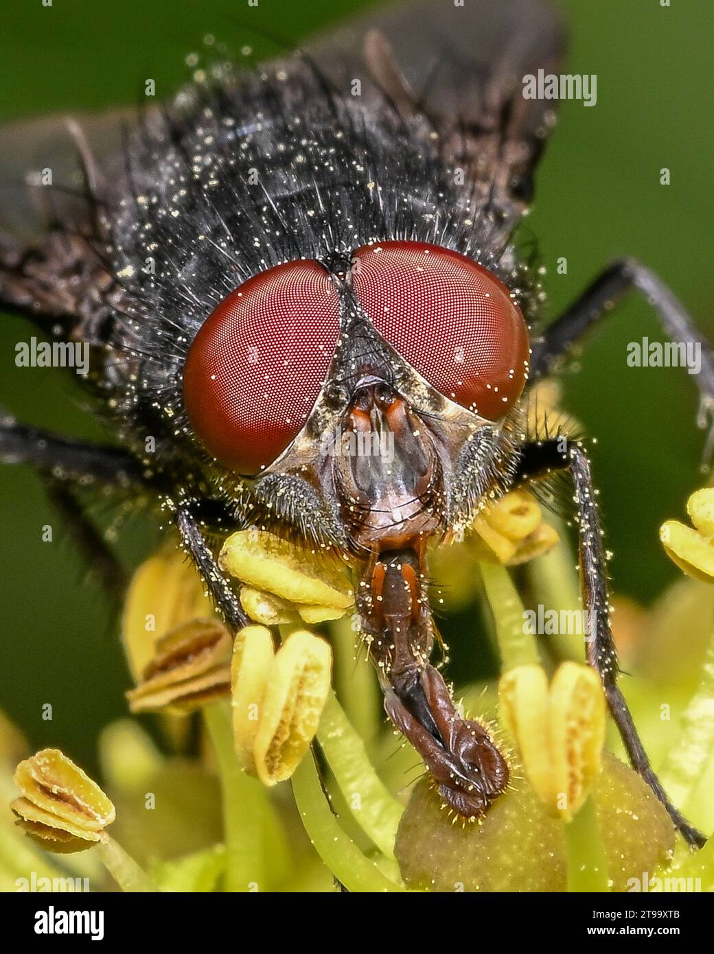 Vola da vicino Foto Stock
