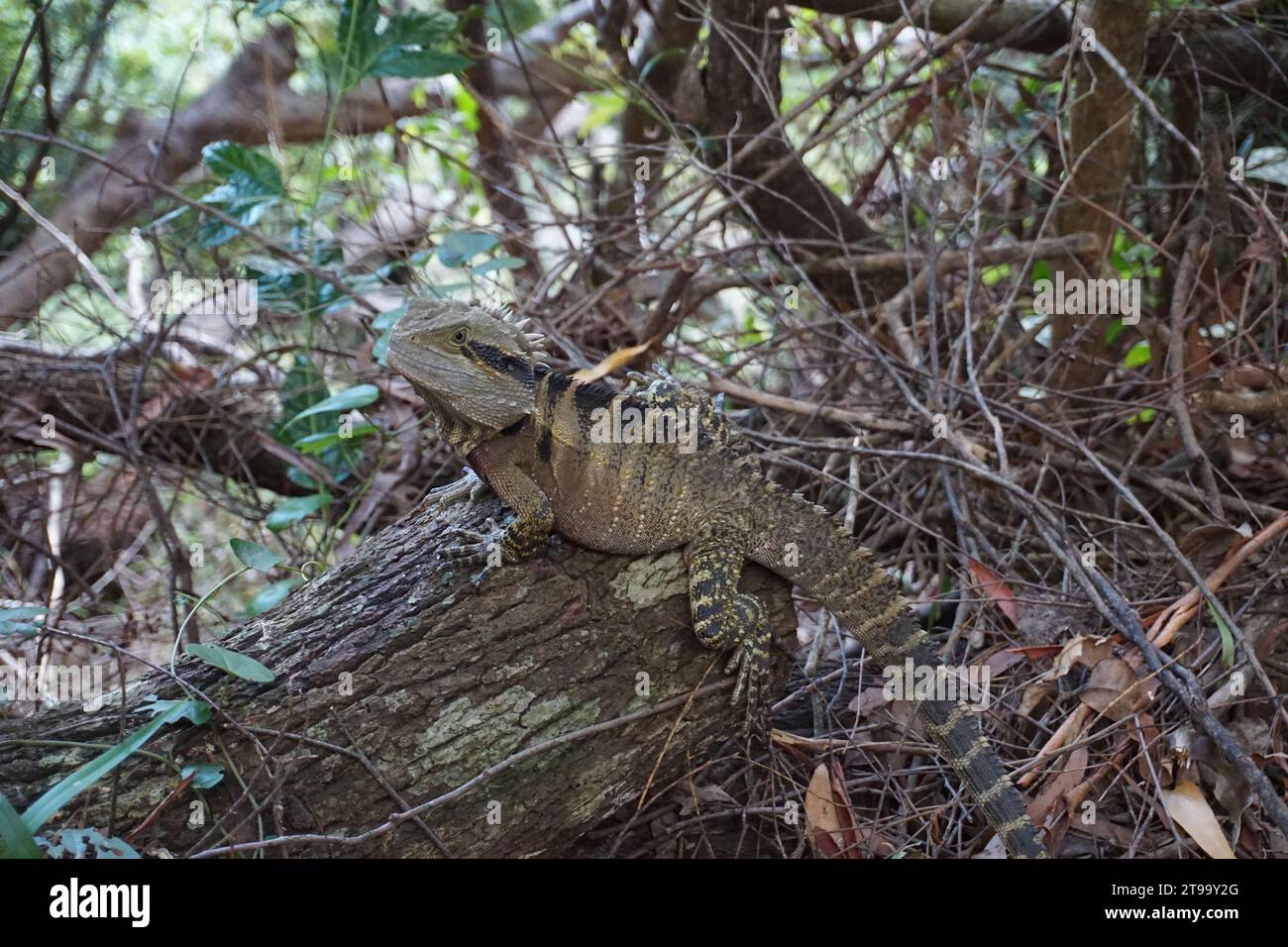 Drago barbata orientale (Pogona barbata), drago barbata comune o lucertola barbata nel Bush nel queensland, australia Foto Stock
