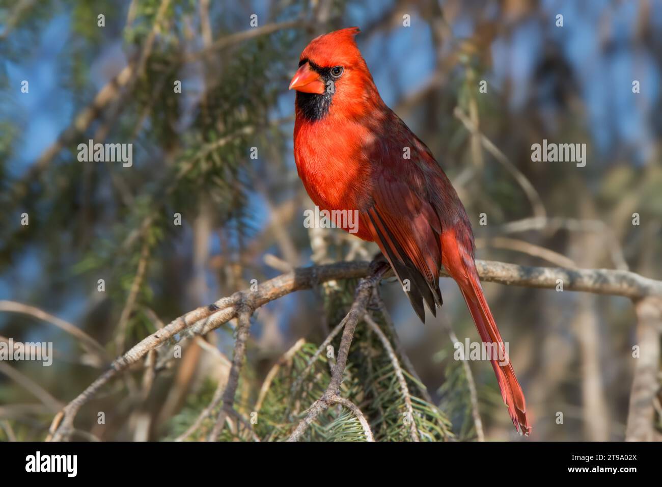 Da vicino il cardinale del nord (Cardinalis cardinalis) che si arrocca nei boughs di abete bianco nella Chippewa National Forest, Minnesota settentrionale, USA Foto Stock