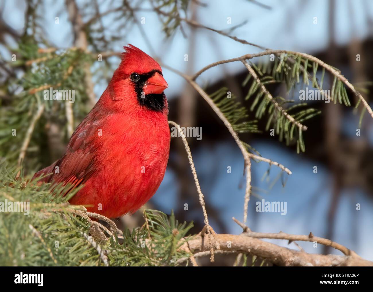 Da vicino il cardinale del nord (Cardinalis cardinalis) che si arrocca nei boughs di abete bianco nella Chippewa National Forest, Minnesota settentrionale, USA Foto Stock