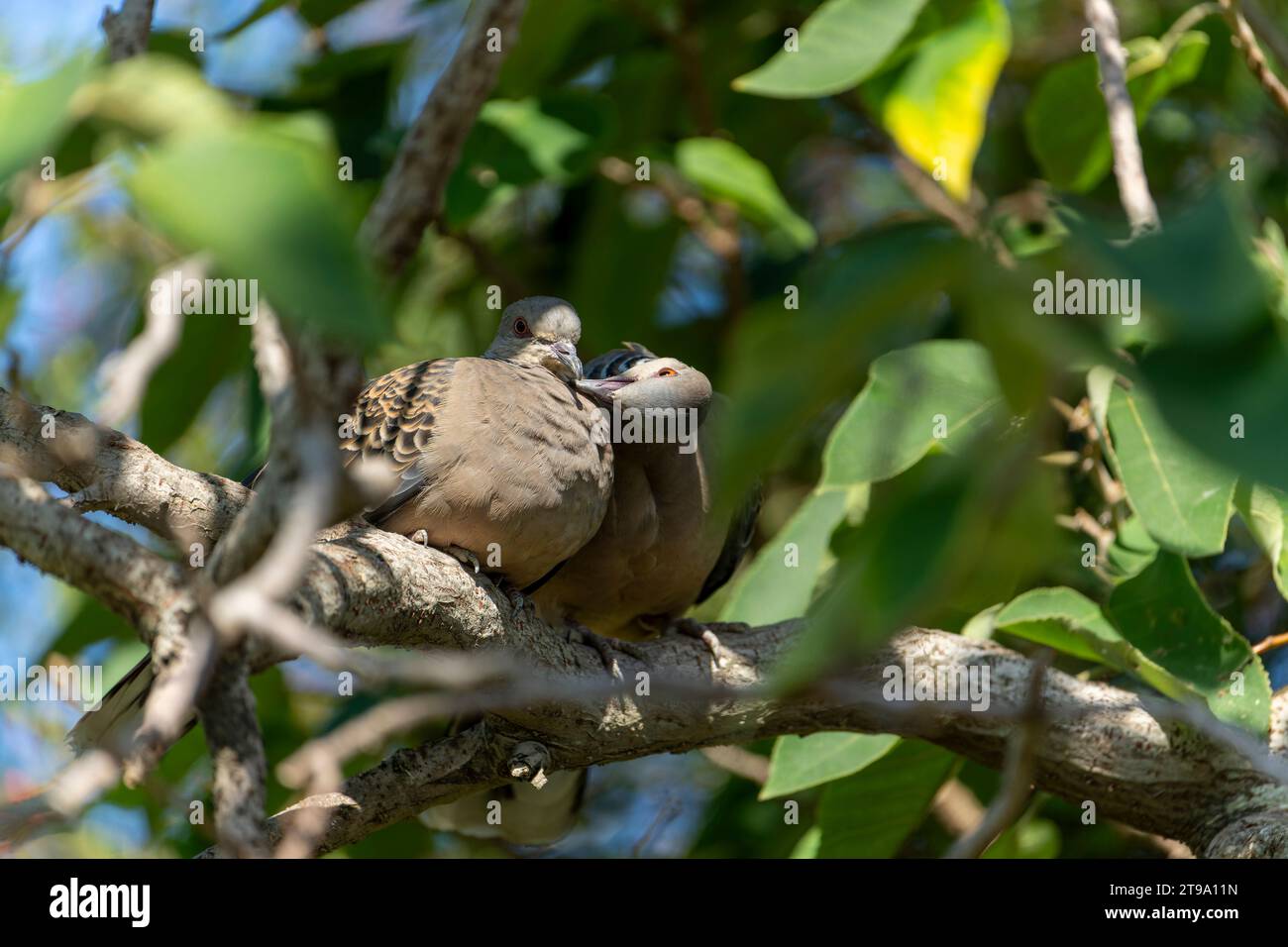 Dove Pigeons si sposano nell'albero Foto Stock