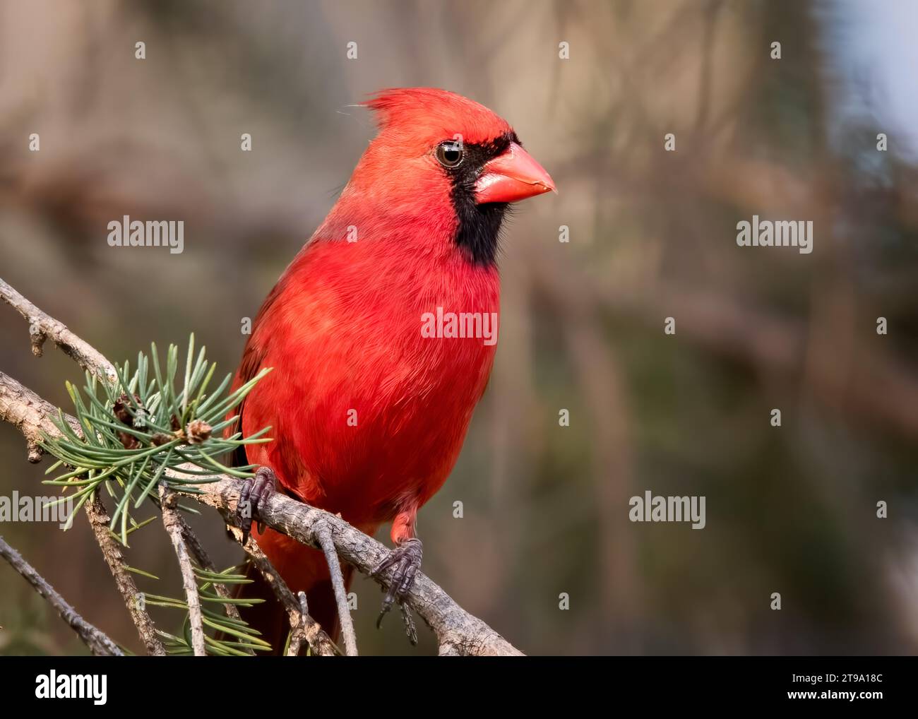 Da vicino il cardinale del nord (Cardinalis cardinalis) che si arrocca nei boughs di abete bianco nella Chippewa National Forest, Minnesota settentrionale, USA Foto Stock