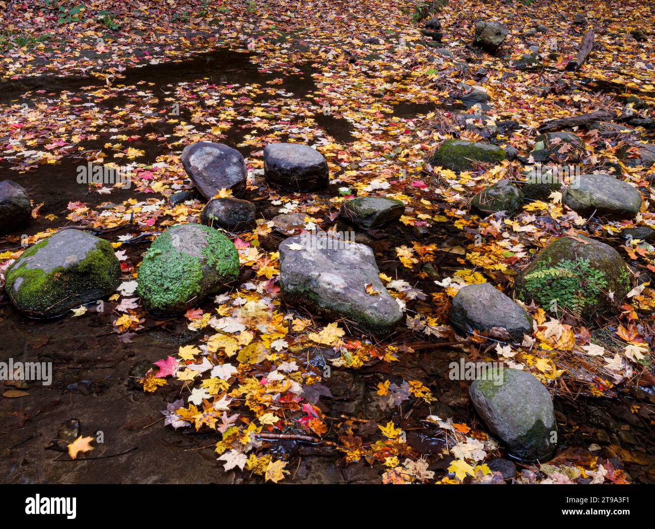 Una coltre di foglie autunnali copre la superficie di un piccolo torrente e si raduna intorno a massi, Matthiessen State Park, LaSalle County, Illinois Foto Stock