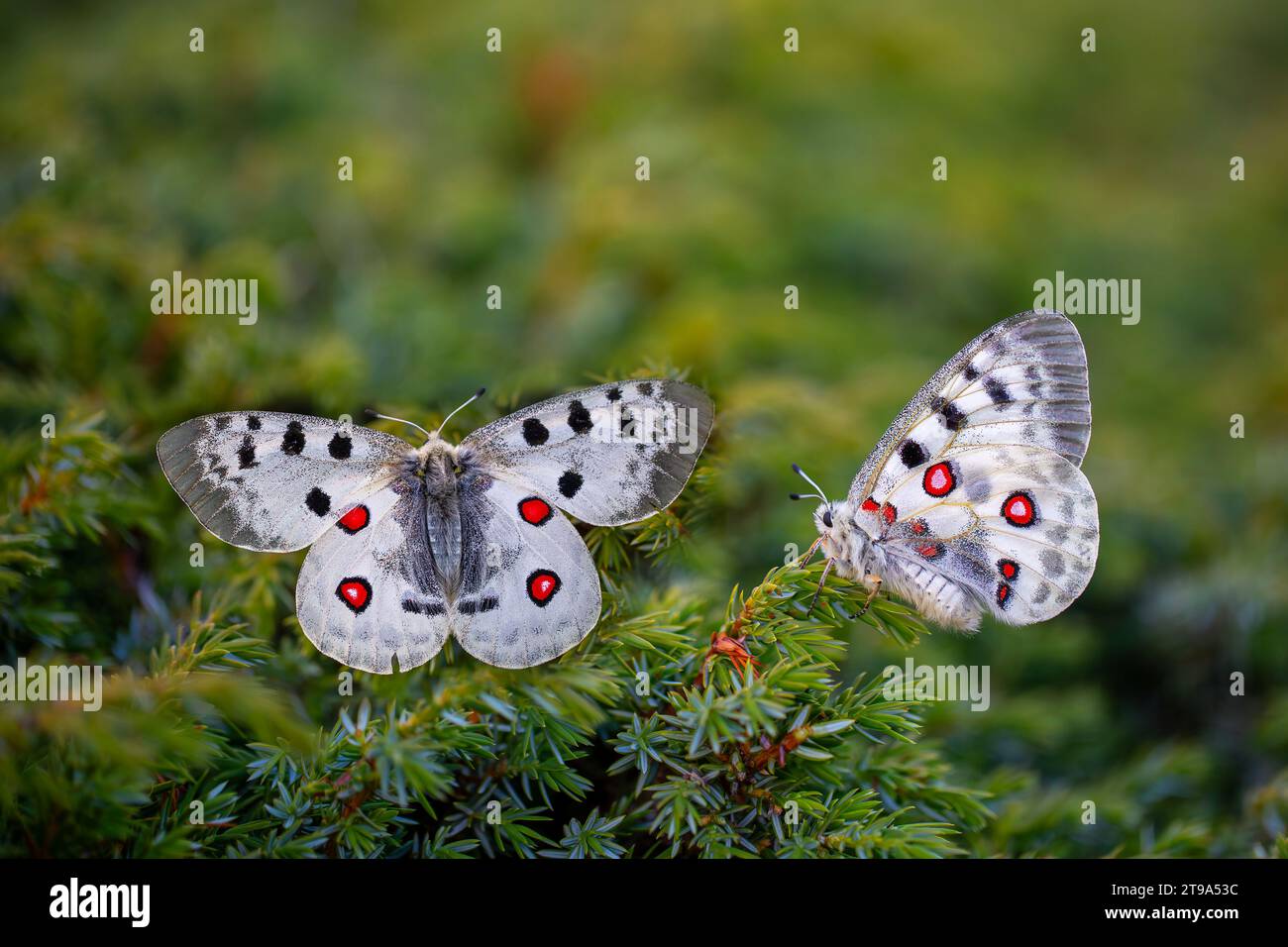 Donna Apollo Butterfly, Parnassius apollo Foto Stock