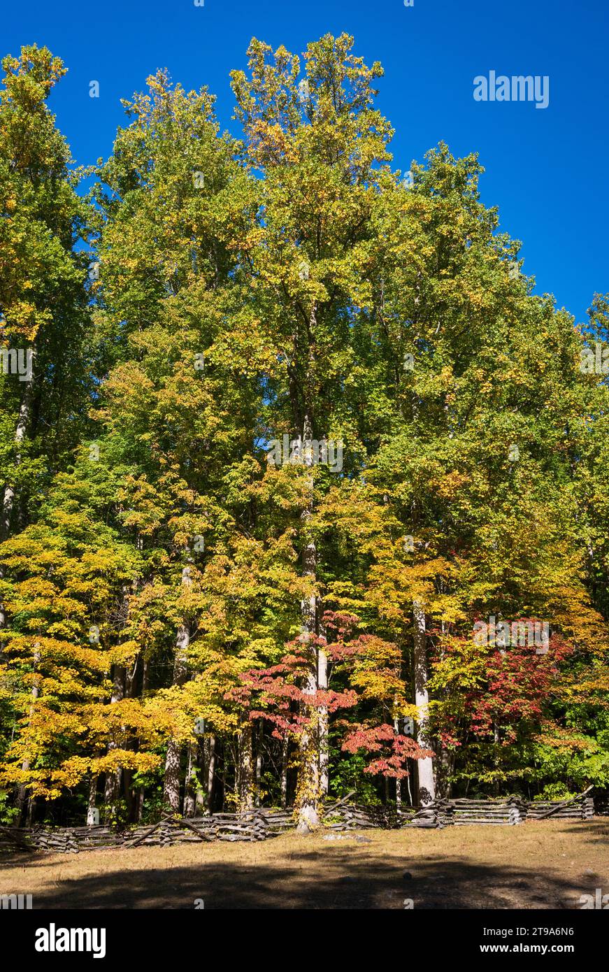 Trees of the Great Smoky Mountains in North Carolina Foto Stock