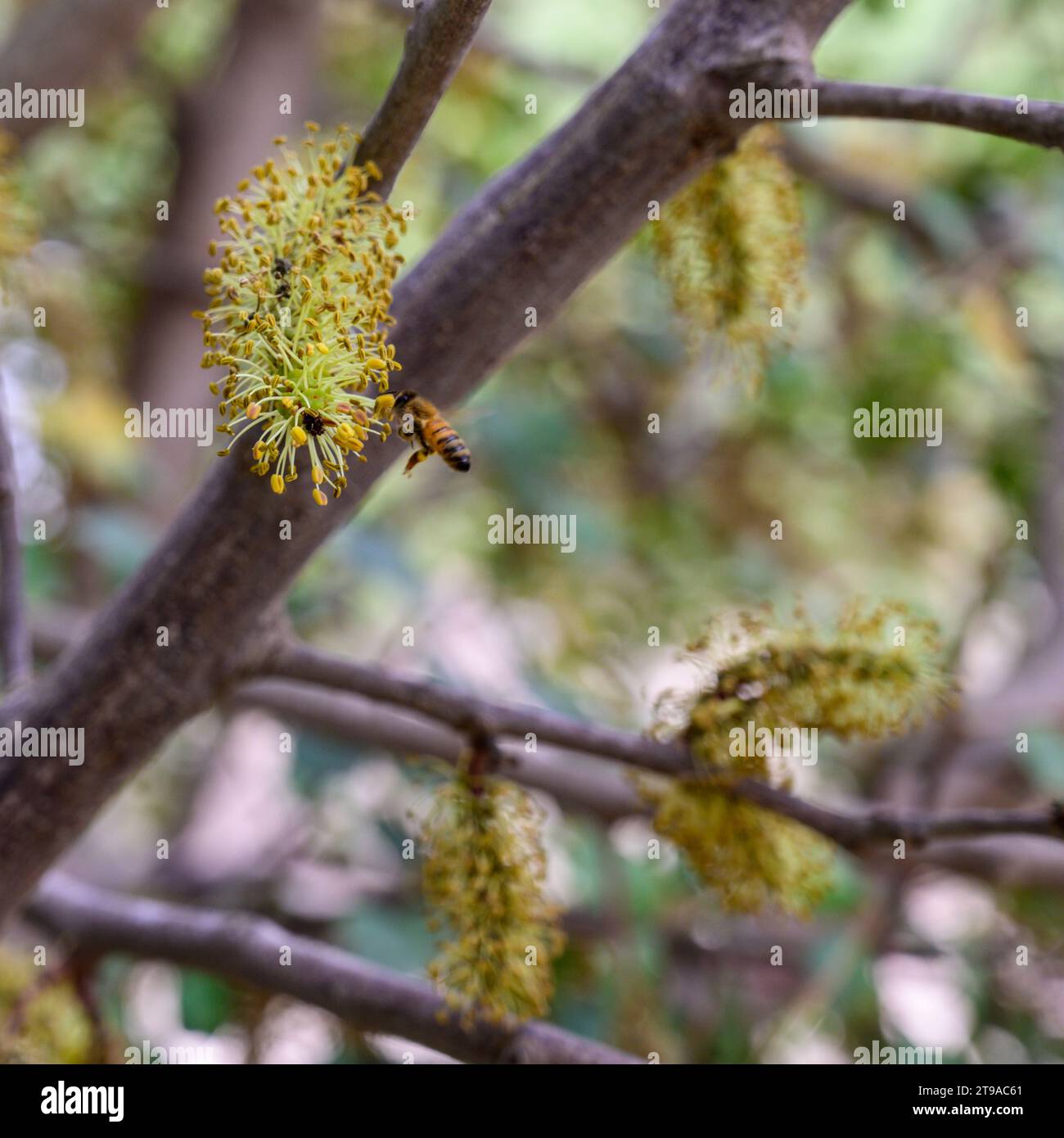 L'ape visita i fiori maschili di un carrubo il carrubo (Ceratonia siliqua) è un albero sempreverde fiorito o arbusto della sottofamiglia Caesalpinioideae di Foto Stock