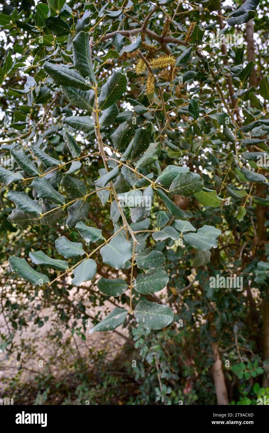 Primo piano dei fiori maschili di un carrubo il carrubo (Ceratonia siliqua) è un albero sempreverde fiorito o arbusto della sottofamiglia Caesalpinioideae o Foto Stock