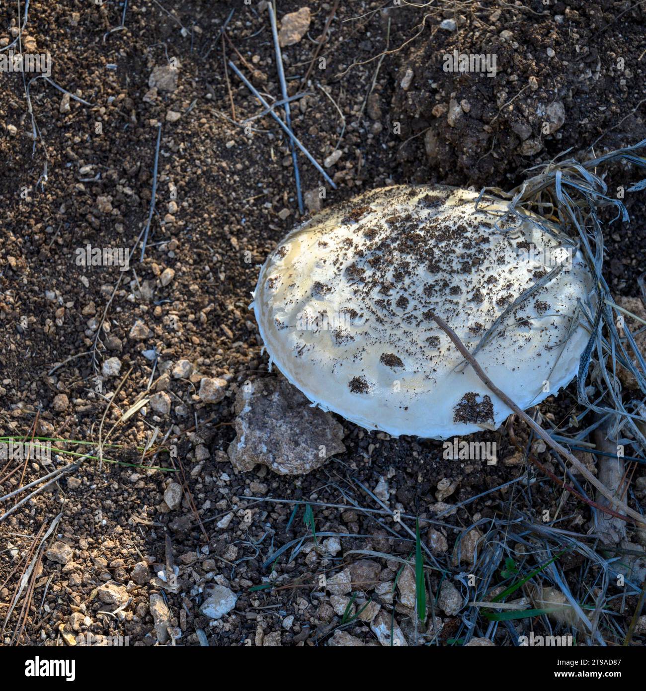Grande fungo bianco che cresce sul fondo della foresta fotografato ai piedi delle colline di Gerusalemme, in Israele, a novembre Foto Stock