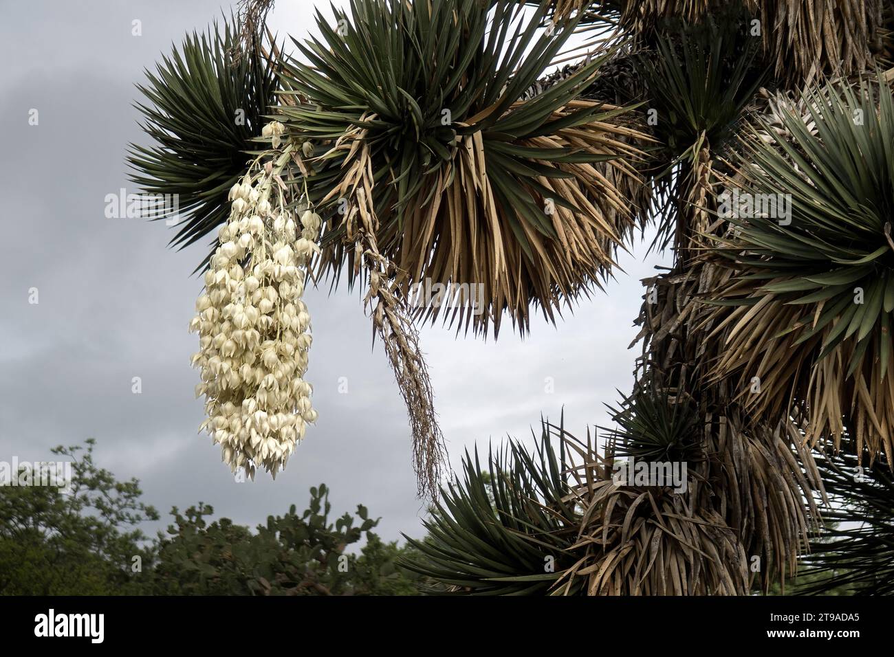 Scoprite l'essenza del Messico attraverso i suoi sapori vibranti e la bellezza naturale. Dalle palme ai cieli limpidi, immergiti in un paesaggio dove Foto Stock