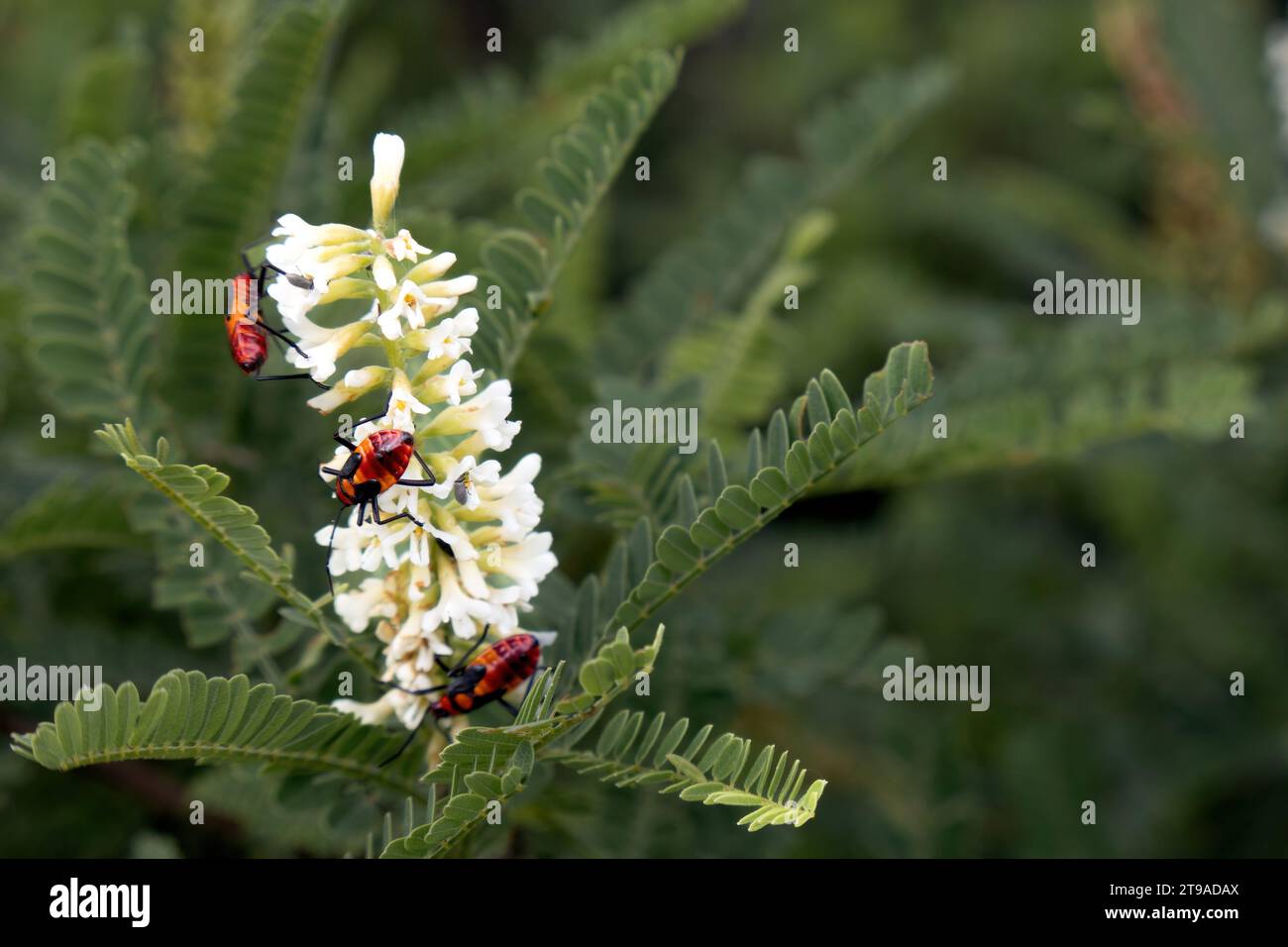 Esplora il mondo dei fiori di Astragalo con la fotografia macro. Immergiti negli intricati dettagli di petali, foglie e impollinatori. Natura accattivante Foto Stock