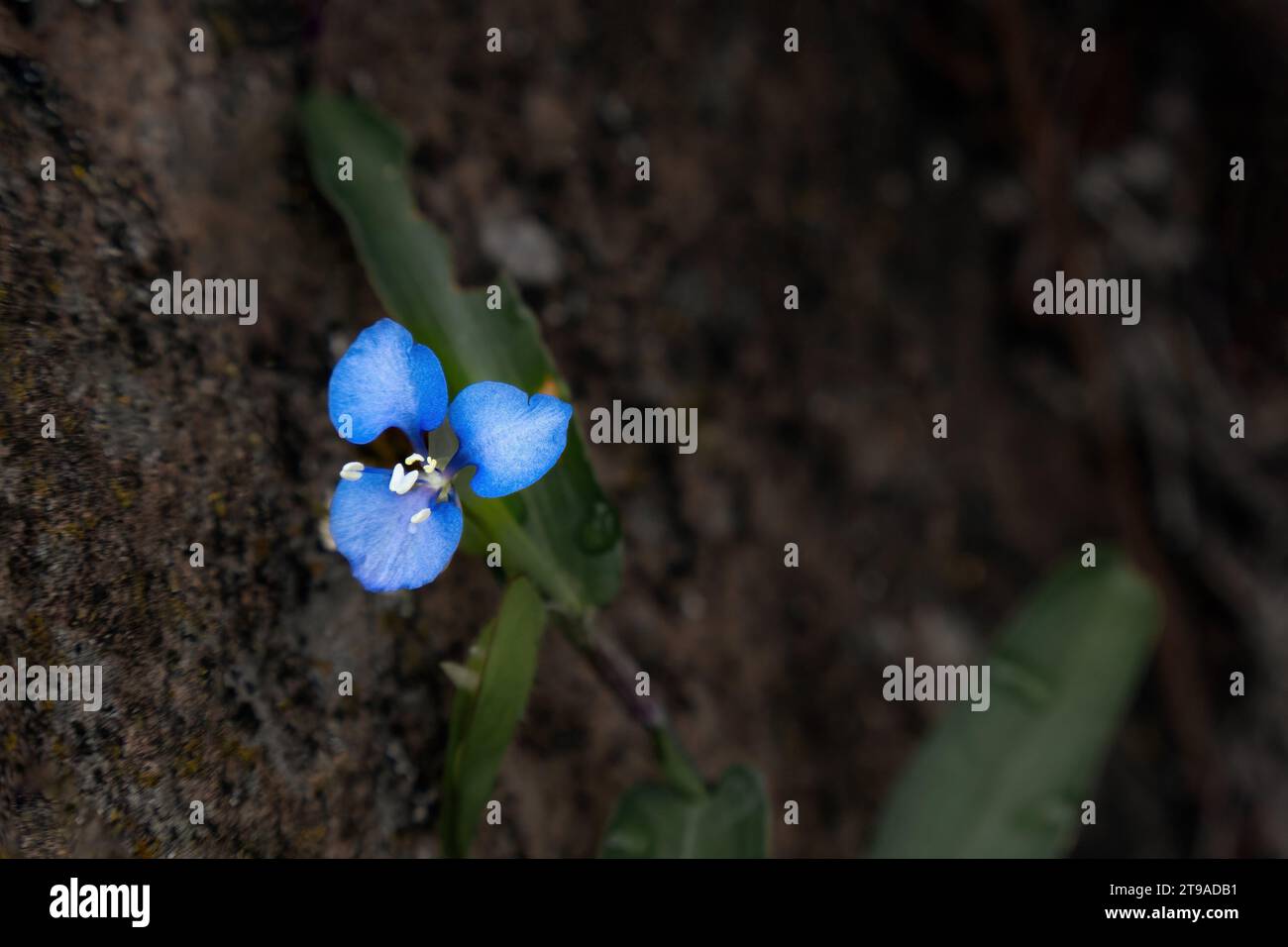 Immergiti nell'affascinante mondo di Commelina Dianthifolia attraverso la macro fotografia. Scopri gli intricati dettagli di petali e piante. Esperienza Foto Stock