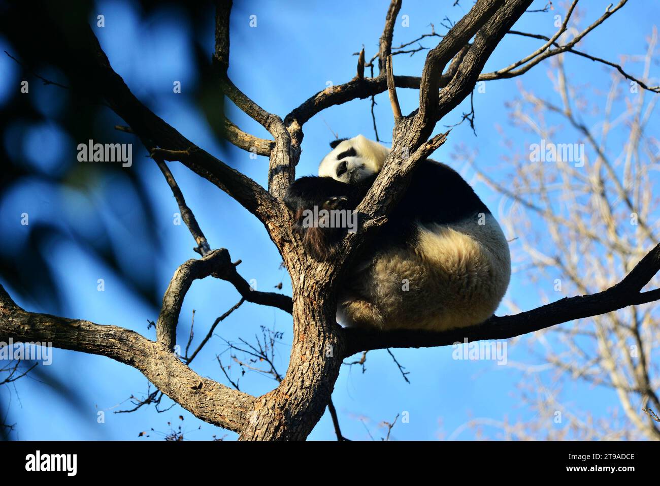 PECHINO, CINA - 24 NOVEMBRE 2023 - il panda gigante Meng LAN si arrampica su un albero per crogiolarsi al sole allo zoo di Pechino, Cina, 24 novembre 2023. Foto Stock