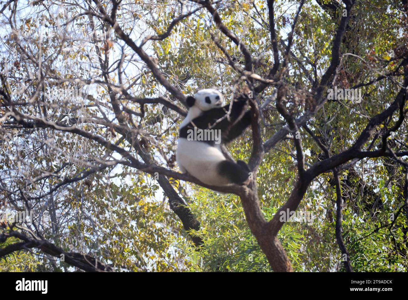 PECHINO, CINA - 24 NOVEMBRE 2023 - il panda gigante Meng LAN si arrampica su un albero per crogiolarsi al sole allo zoo di Pechino, Cina, 24 novembre 2023. Foto Stock