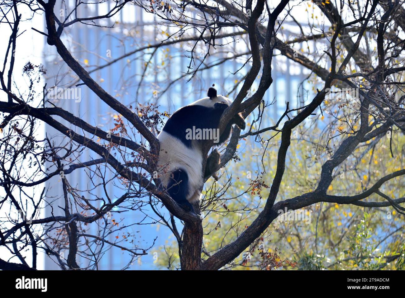 PECHINO, CINA - 24 NOVEMBRE 2023 - il panda gigante Meng LAN si arrampica su un albero per crogiolarsi al sole allo zoo di Pechino, Cina, 24 novembre 2023. Foto Stock