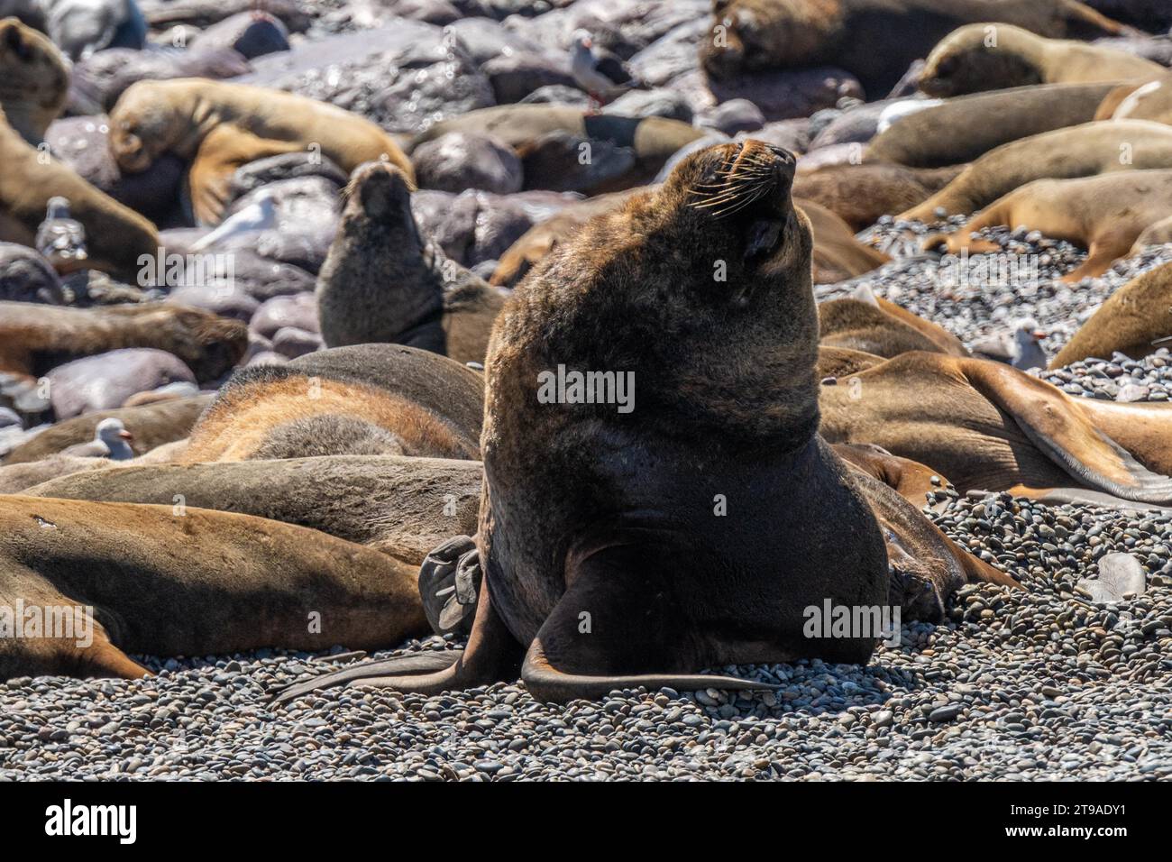 Leone marino sudamericano (Otaria flavescens), riserva provinciale dell'isola di Pinguino, Puerto Deseado, provincia di Santa Cruz, Argentina Foto Stock