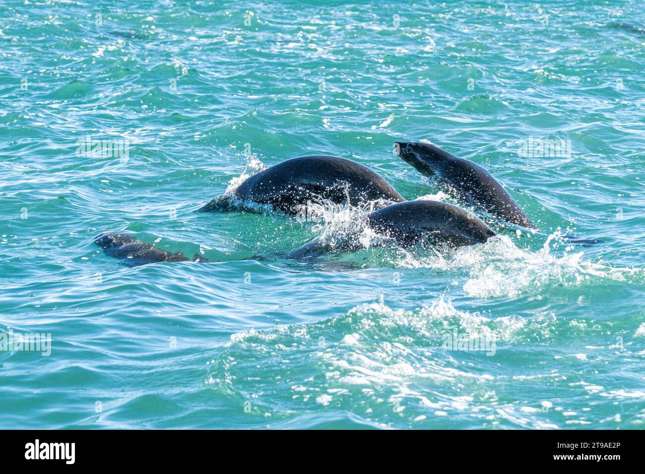 Leoni marini sudamericani (Otaria flavescens), femmine, in caccia, Pinguino Island Provincial Reserve, Puerto Deseado, Santa Cruz Province, Argentina Foto Stock