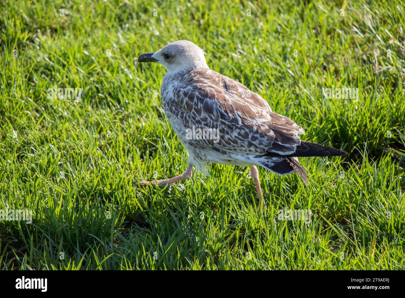 Bella località bird seagull sull'erba verde Foto Stock